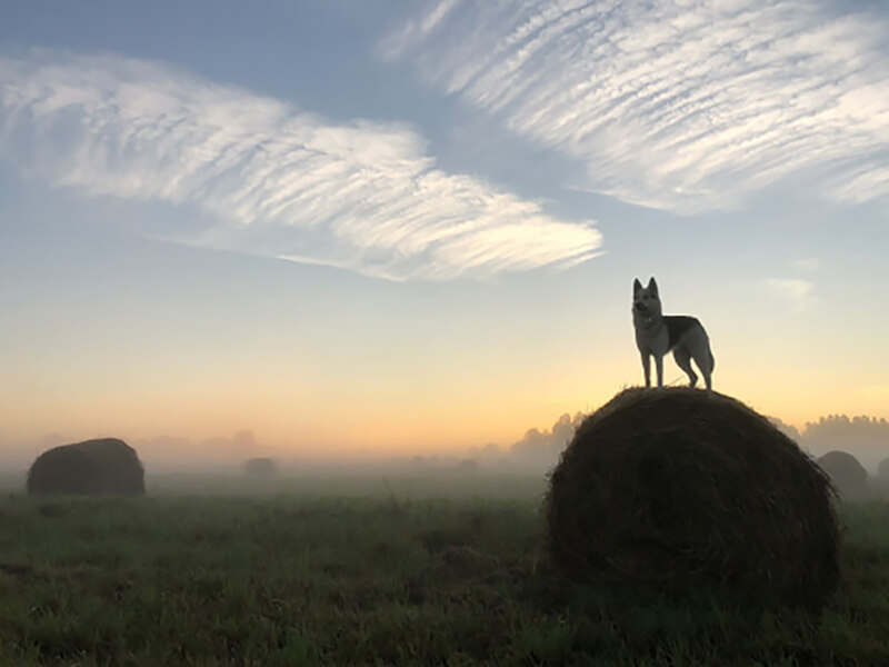Фотография - туман